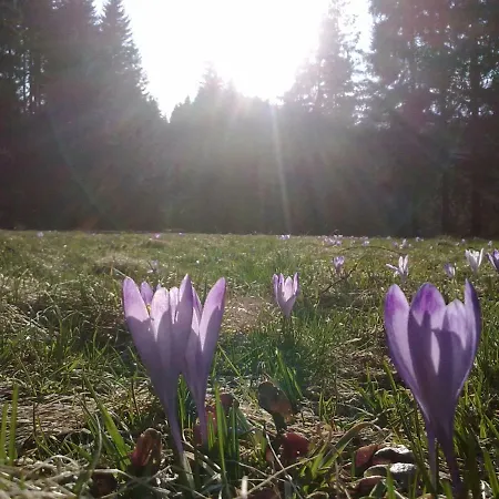 Διαμέρισμα Na Briezku Mlynky